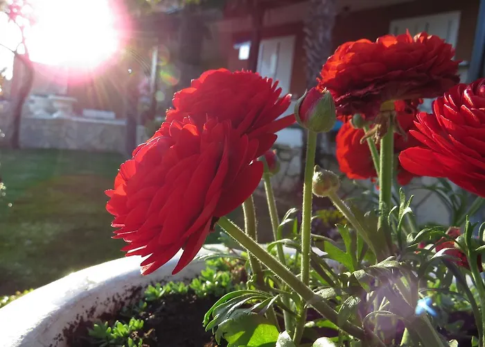 아파트 Vodaric 크레스